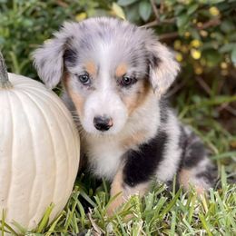 Australian Shepherds from Doodle Nomies