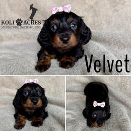 Velvet - AKC - Silky - Black and tan female Dachshund puppy in Kemp, Texas from Koli Acres