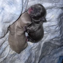 Shih Tzu Puppies from P&B Tzu Tribe