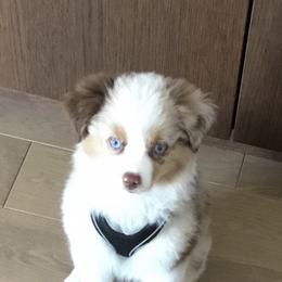 Miniature Australian Shepherd, Shih Tzu, and Toy Australian Shepherd Puppies from River Springs Aussies