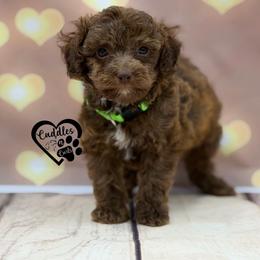 Titan (brown sable) - Sable male Poodle puppy in Nashville, Arkansas from Cuddles n Curls