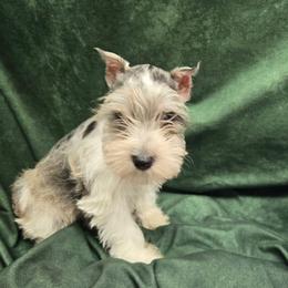 Rowan - Parti female Miniature Schnauzer puppy in Lebanon, Missouri from Sassy's Classy Canines
