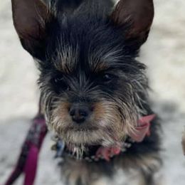 Shihpoos and Yorkshire Terriers from Triceadorablepups