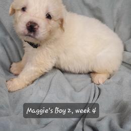 Boy 2 - White male Great Pyrenees puppy in Nicholson, Georgia from Pony Trail Farm
