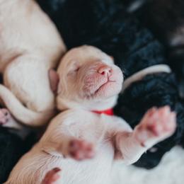 Bernedoodle Puppies from Southern Oak Breeder LLC