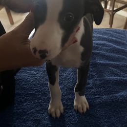Gwyn - White and black male Whippet puppy in Lutz, Florida from Whippets of Astora