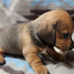 Edie - Red female Dachshund puppy in Hartville, Missouri from Aimee C. Doxies