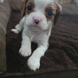 Yellow girl - Blenheim female Cavalier King Charles Spaniel puppy in Wimberley, Texas from Amazing AKC Puppies