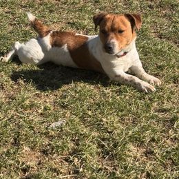 Brooks - Jack Russell Terrier
