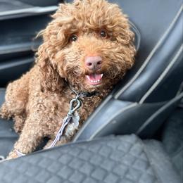 Ari - Australian Labradoodle