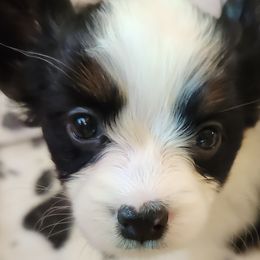ECLAIR - Papillon puppy from Leslie's Papillons