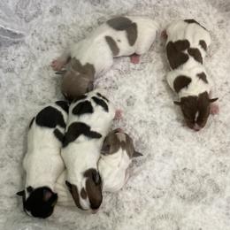 Chocolate tri piebald male - White and chocolate male Teddy Roosevelt Terrier puppy in Russellville, Kentucky from Mud-E Acres Kennel