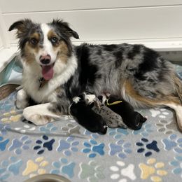 Miniature Australian Shepherd Puppies from Mill Creek Miniature Australian Shepherd