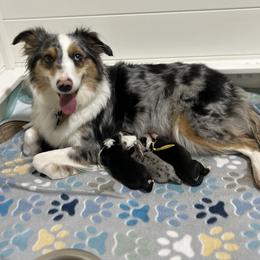 Miniature Australian Shepherd Puppies from Mill Creek Miniature Australian Shepherd