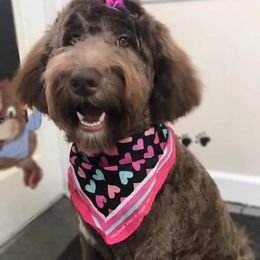 Aussiedoodles, Labradoodles, and Poodles from Montanas Beartooth Doodles