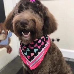 Aussiedoodles, Labradoodles, and Poodles from Montanas Beartooth Doodles