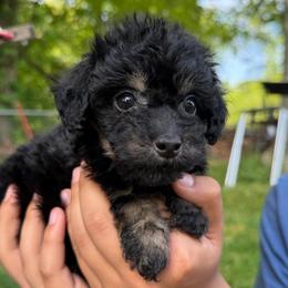 Colette - Phantom female Poodle puppy in Chattanooga, Tennessee from Joy-Fur Puppies