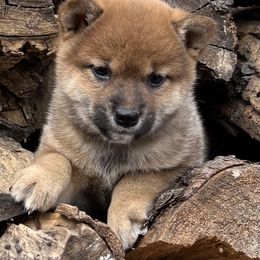 Hoshi - Red female Shiba Inu puppy in Winthrop, Minnesota from Kayobi Shibas