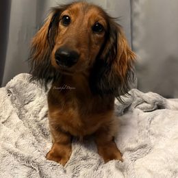 Dachshund Puppies from Aster Creek Kennel