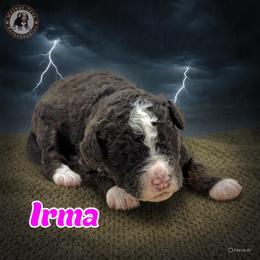 Irma - Brown and white female Bernedoodle puppy in Banner Elk, North Carolina from Walnut Tree Bernedoodles