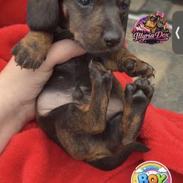 A - Wild boar male Dachshund puppy in Livingston, Kentucky from Illyria Dox & GSD