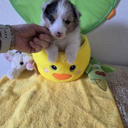 Shetland Sheepdog Puppies from Spring Valley shelties