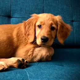 Golden Retriever Puppies from Rowan Retrievers