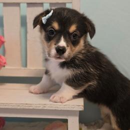Lassie - White and red female Pembroke Welsh Corgi puppy in Austin, Texas from Cutest Corgi's of Austin