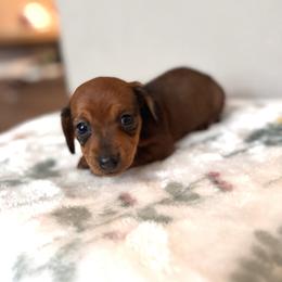 Dachshund Puppies from Florida Dippin’ Dachshunds & Aussiedoodles