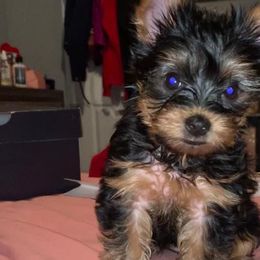 Maltipoos, Poodles, Shih Tzus, Yorkipoos, and Yorkshire Terriers from Bougie Paws LLC