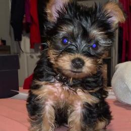 Maltipoos, Poodles, Shih Tzus, Yorkipoos, and Yorkshire Terriers from Bougie Paws LLC