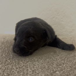 Boy 3 - Black male Miniature Schnauzer puppy in Seagoville, Texas from JC miniature schnauzers