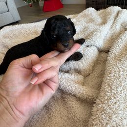 Winston - Phantom male Poodle puppy in Queen Creek, Arizona from Prestigious Toy Poodles