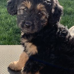 Aussiedoodle Puppies from North Idaho Miniature Aussiedoodles