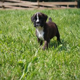 Colin - Brindle male Boxer puppy in Walton, Kentucky from Fast Lane Boxers