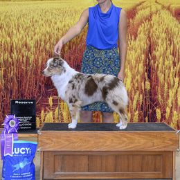 York - Miniature American Shepherd