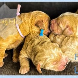 Goldendoodle Puppies from RKay K9s