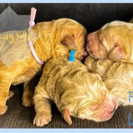 Goldendoodle Puppies from RKay K9s