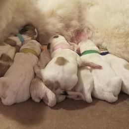 Great Pyrenees puppies from Joel's Farm LLC
