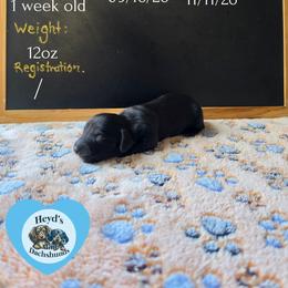 Hexxus - Black and tan male Dachshund puppy in Hoquiam, Washington from Heyd's Mini Dachshunds