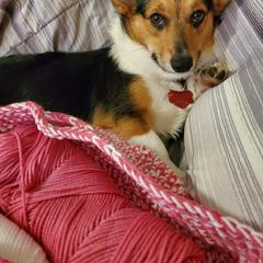 Minnie - Pembroke Welsh Corgi