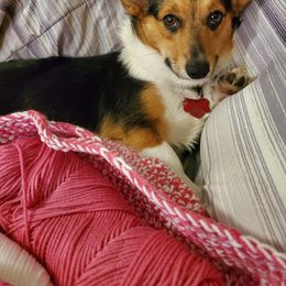 Minnie - Pembroke Welsh Corgi