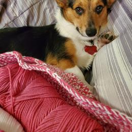 Minnie - Pembroke Welsh Corgi