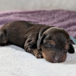Apollo - Red male Dachshund puppy in Danbury, New Hampshire from Maplewood Mountain Farm
