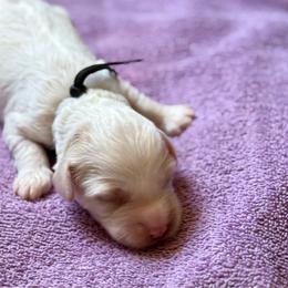 Black collar - Tri-color male Australian Labradoodle puppy in Fontana, California from Grammy's Puppy Love doodles and poodles