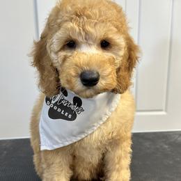 Daisy - Goldendoodle puppy in Chelan, Washington from North Cascades Doodles