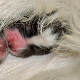 Drentsche Patrijshond and Spinone Italiano Puppies from Two Gun Kennels