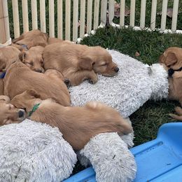 Golden Retriever puppies from Firemark Retrievers