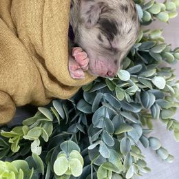 Aussiedoodle Puppies from Ridgeline Doodles