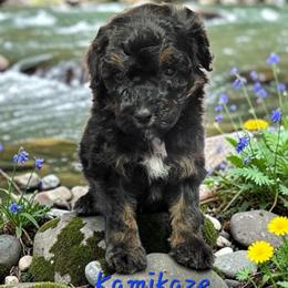 Kamikaze - Black phantom male Aussiedoodle puppy in Boonville, North Carolina from Branch Creek kennels